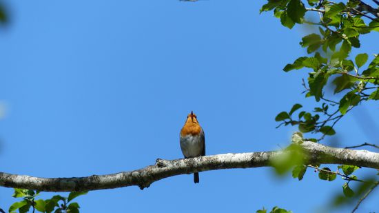 Die Rotkehlchen lieben es wohl, beim Singen fotografiert zu werden.