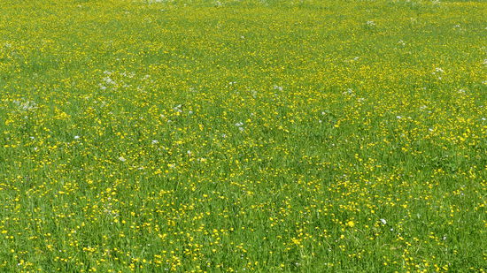 Wiese, wohin man auch schaut