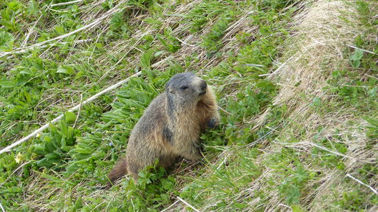 ...und für ein furchtloses Murmeltier auf Futtersuche
nur grünes Gras