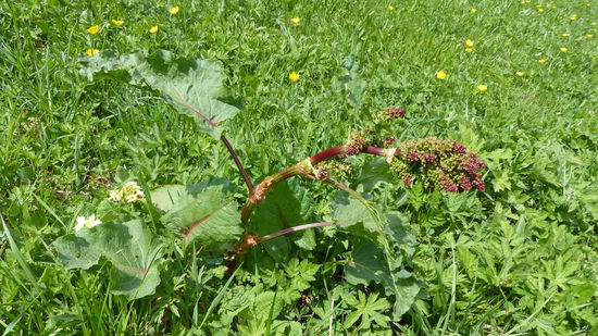 dicker fetter Sauerampfer