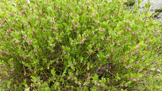 blühende Heidelbeersträucher