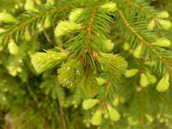 Mai-Grün mit Tautropfen