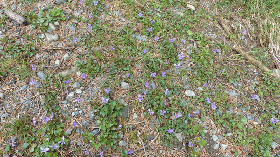 Veilchen wie in Stein gemeiselt