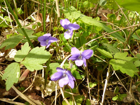 Veilchen mit Lichtreflexen