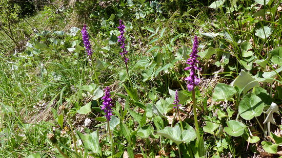 Knabenkraut (Orchideenart)