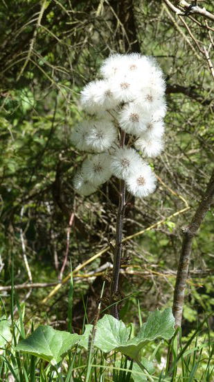 komische Blume, sieht aus wie verblüht, ist sie aber nicht