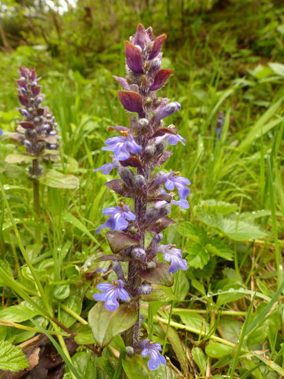 sieht aus wie eine ArtTaubnessel