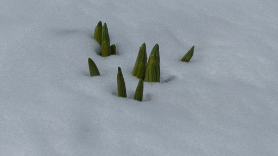 ich nenne die mal "Schneebrecher"