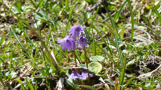 sieht aus wie eine ausgefranste Glockenblume