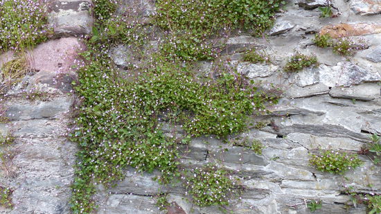 ganz viele Mauerblümchen, die sich nicht zu verstecken brauchen