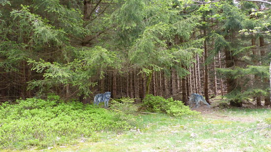 Station: "Wer hat Angst vorm grauen Wolf?"