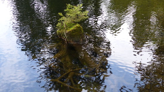 fette Wurzel im Silbersee
