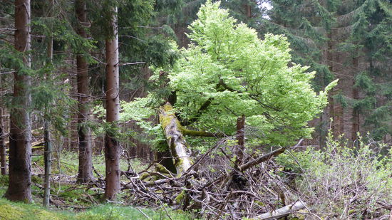 abgeknickter Baum mit dickem "Rest-Ast"