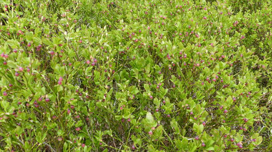 die Heidelbeeren blühen überall was das Zeug hält