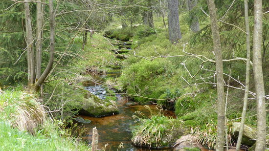 Die Bode schlängelt sich durch den Wald