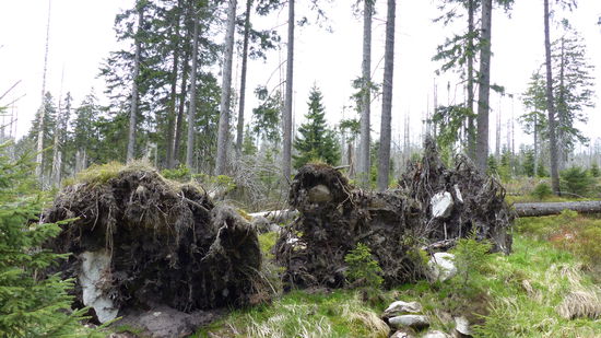 überall entwurzelte abgestorbene Fichten