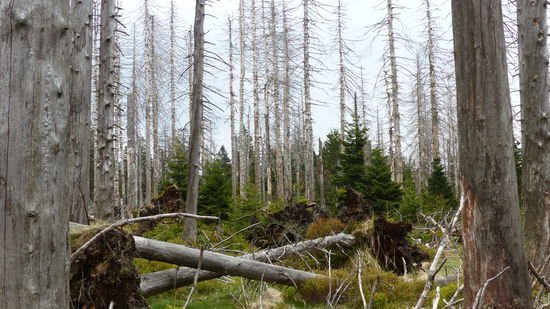 willkommen im "Borkenkäferland"