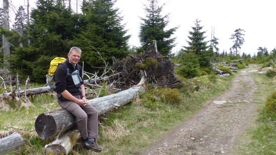 multifunktionaler Borkenkäferbaum