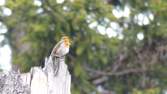 was zwitschert denn da?
Kein Moorsänger, sondern ein Rotkehlchen