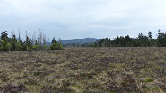 im Hintergrund der Brocken