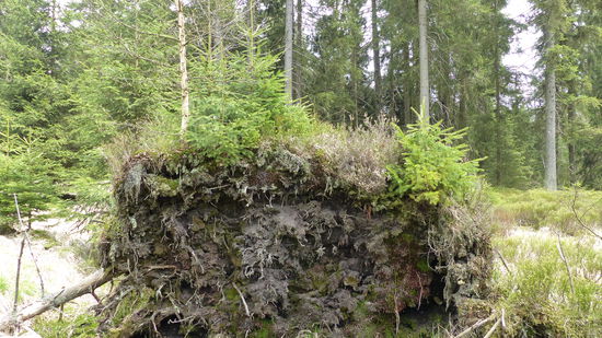 auf dieser Wurzel wächst schon die nächste Baumgeneration heran