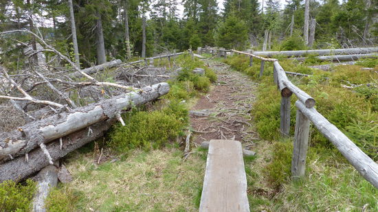der Rückweg geht über Planken...
