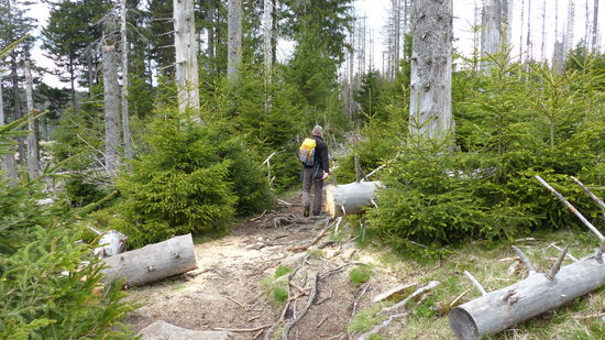 ...und durch freigesägtes Gelände.