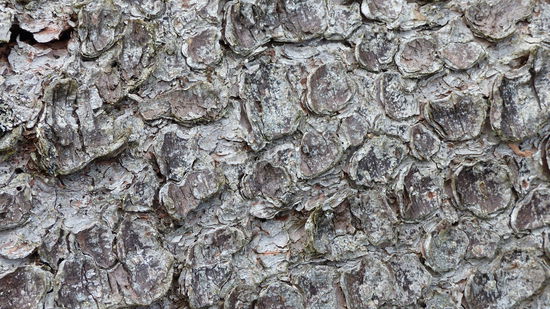 Baumrinde - sieht aus wie Kunst