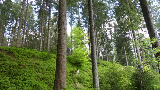 frisches Grün zwischen Tannen