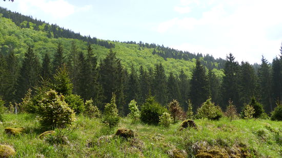 unten die neuen Bäume, in der Mitte die Fichten und dahinter wieder Laubwald