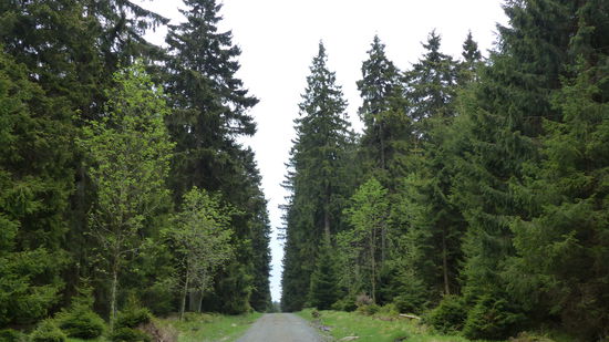 ...und tschüssi, Harz