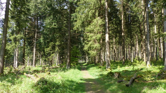 lichtdurchfluteter Wald