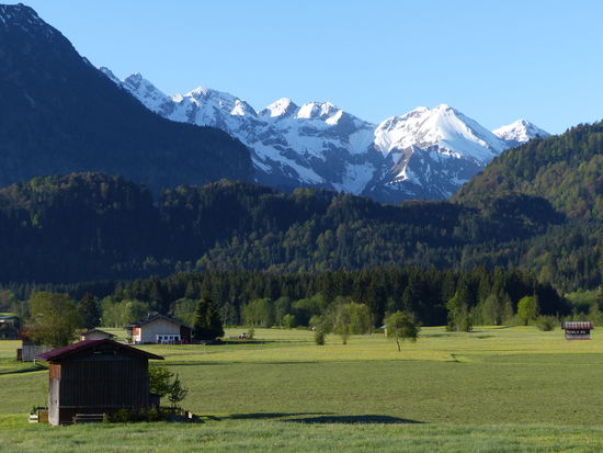 sonniger Morgen auf der Wiese