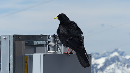 und mittendrin eine neugierige Bergdohle