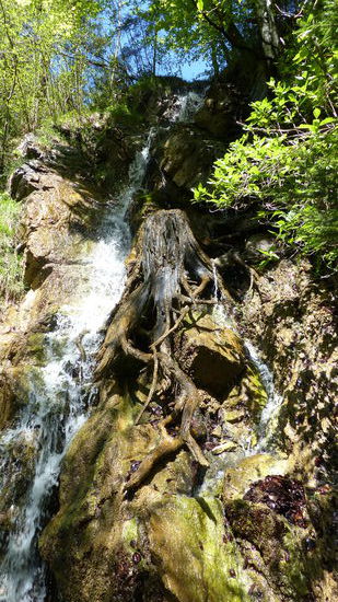 hier kommt das Wasser an der Wand herunter neben einer alten Wurzel