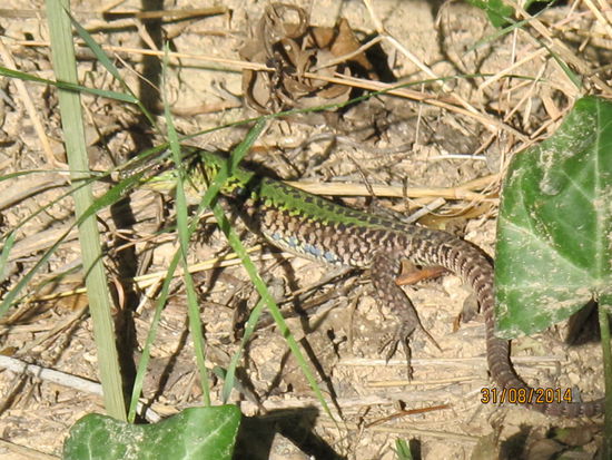Es gibt gute mit Holz beplankte Wanderwege, viele Fische und einige andere Tiere zu sehen ... wenn man genau hinschaut