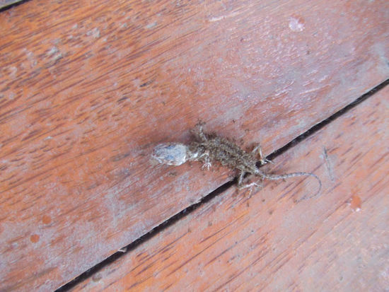 cirka so wie sich der gecko grad fühlt ham wir uns auch gfühlt in unserem hotel