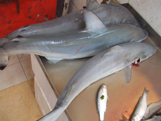 .......doch lieber Fisch?