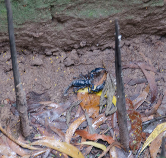 Und wenn man dann auf so ein Ding draufgetreten is und des noch nicht genug war, dann gibts auch immer ein paar Skorpione die nachhelfen das schnell vorbei is...