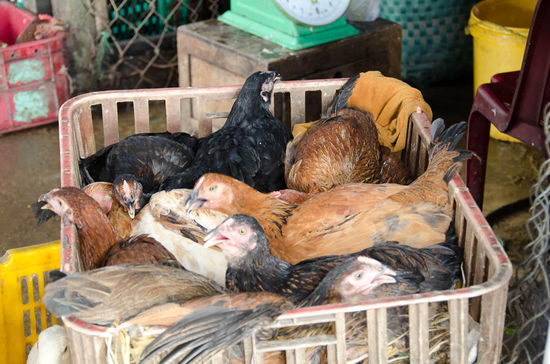 kurz vor der schlachtung ....