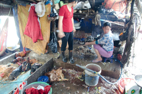 mittendrinn - hier wird halt noch von hand gerupft 