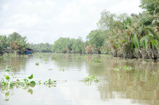 und weiter gings tiefer ins Delta.... hier die Flüsse schon recht sauber und diese Büsche werden absichtlicht als Filter im Fluss belassen