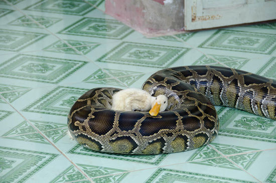 ..und hier die große Boa bei der Lebendfütterung - beeindruckend (oba braucht hätt i des a ned - bitte schauts euch die Augerl an - so süss (d.)).