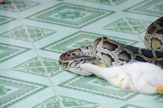 S´ganserl hat wirklich lang kämpft...nur am schluss hats dann doch verloren - wobei die boa a lang kämpft hat dass des viecherl ins maul kriegt