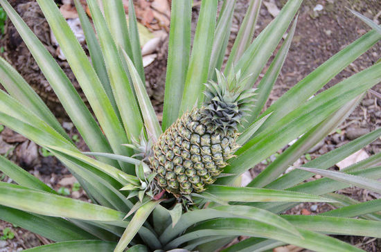 so liebe leute.....so wachsen Ananas - die wachsen nämlich nicht in der DOSE 