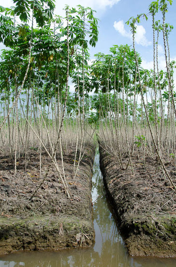 aussicht auf die plantage.....was war das nochmal? mhhhhh?