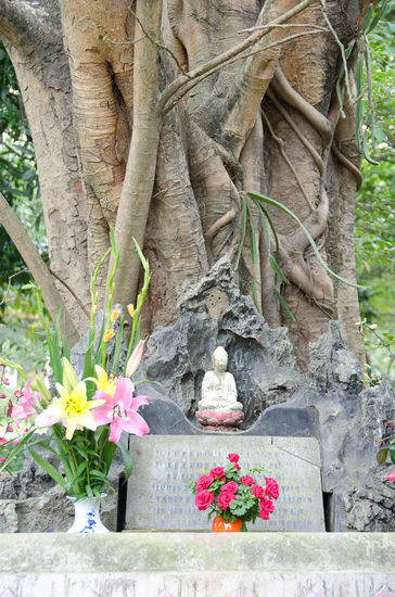 gleich daneben wächst ein großer banyan baum, der ein ableger des baums sein soll unter dem buddha seine erleuchtung fand (zitat)