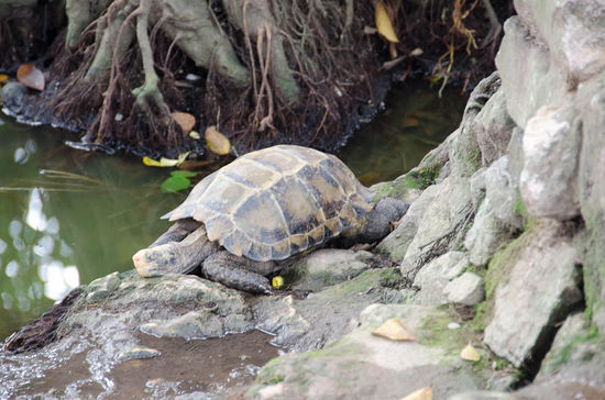 schildkröte im han kiem see..bei der pagode