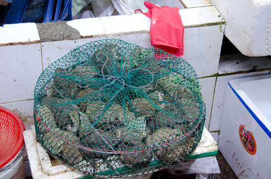 frische frösche......