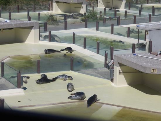 Seehundstation Friedrichskoog